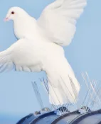 Vogelabwehr – SAN PV Solution GmbH, Photovoltaik in Vohburg